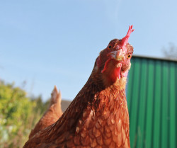 Confused chicken can't figure out how to make online fundraising work!